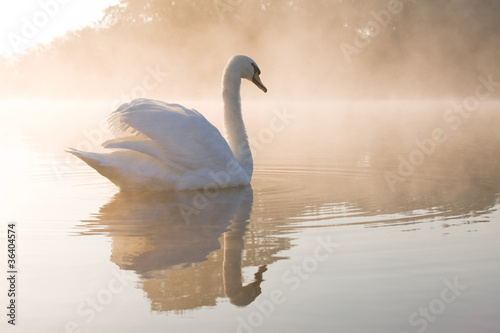 Pale dawn Swan