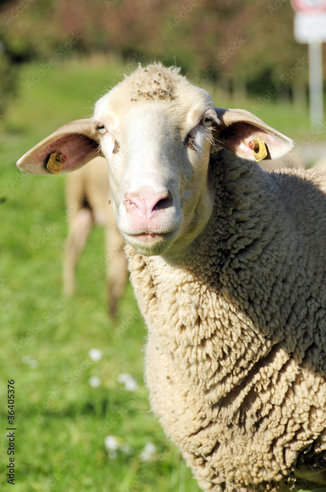Fototapeta premium Schaf