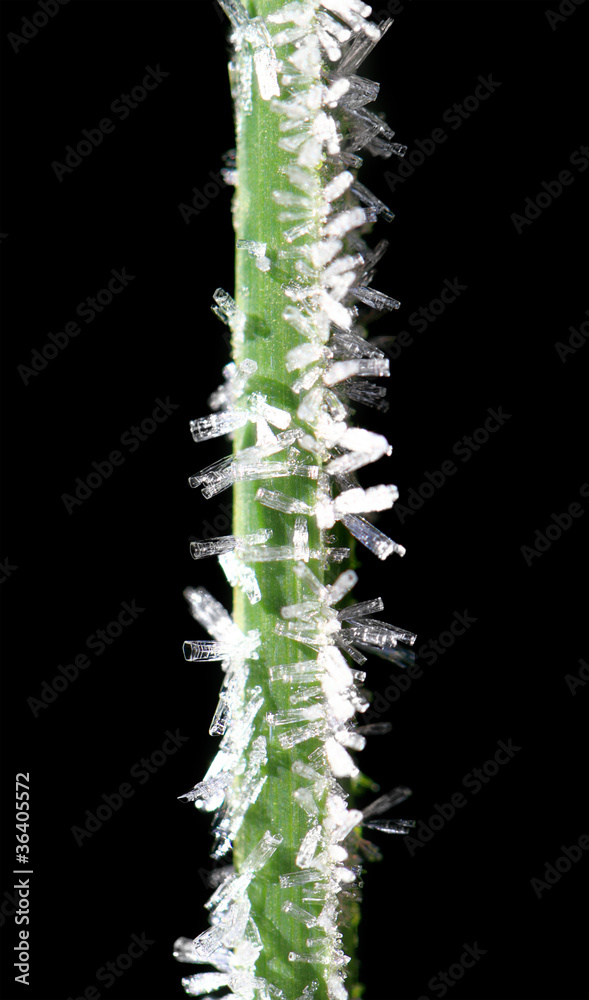 Naklejka premium frosty grass - winter motive