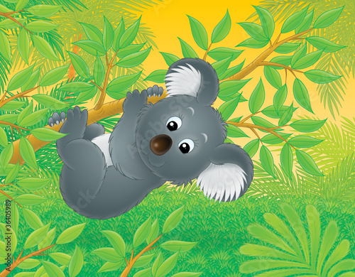 Photography Koala