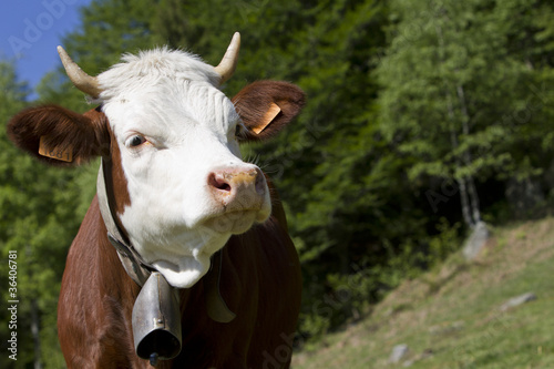 portrait of young beef