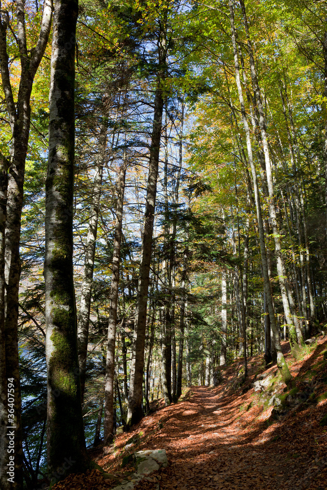 Fototapeta premium Bosque en la selva de Irati, Navarra, España