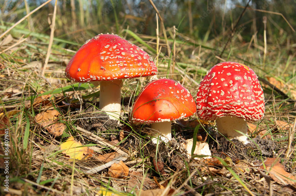 Red toad stools actual name - Fly Agaric (Amanita muscaria)