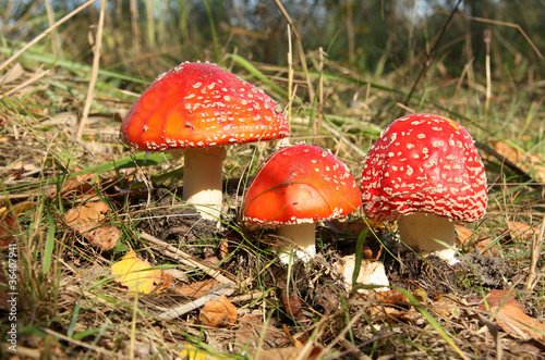 Obraz na płótnie Red toad stools actual name - Fly Agaric (Amanita muscaria) w salonie