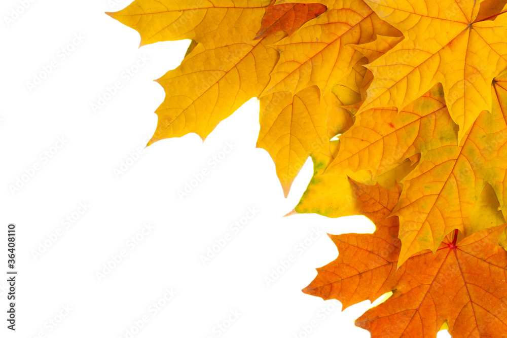 Fototapeta premium autumn leaves isolated on white