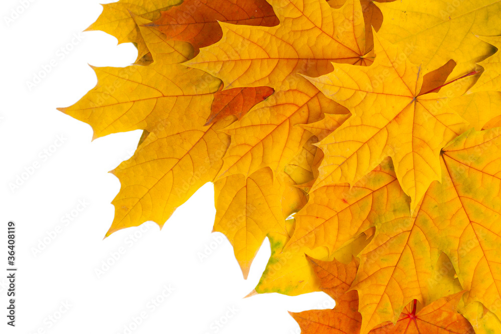 autumn leaves isolated on white autumn leaves isolated on white