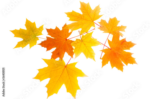 autumn leaves isolated on white