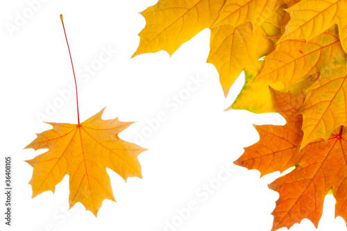 autumn leaves isolated on white