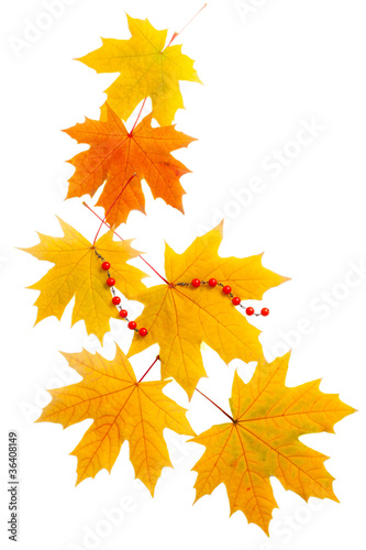 autumn leaves isolated on white  idea of an Autumn gift