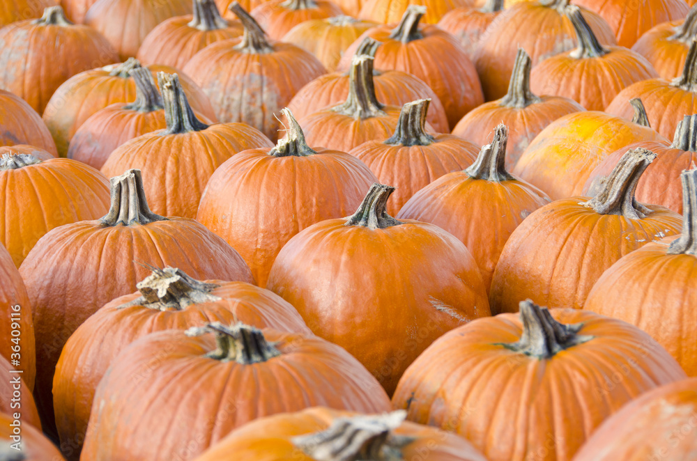 Pumpkins in an Open Air Market