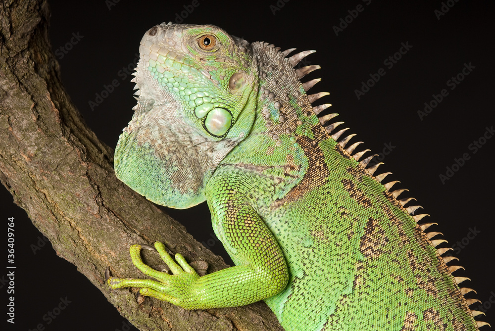 Obraz premium iguana