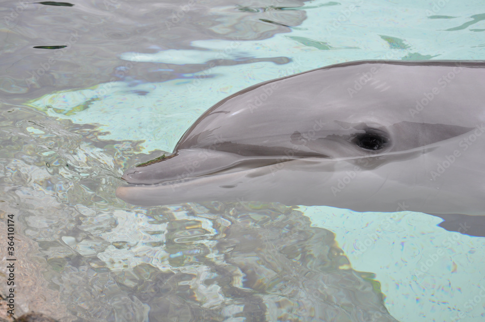 Naklejka premium Smiling Dolphin