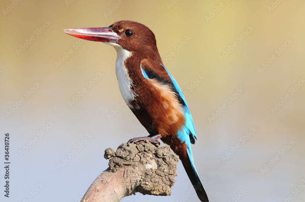 White throated kingfisher - Halcyon smyrnensis White throated kingfisher - Halcyon smyrnensis