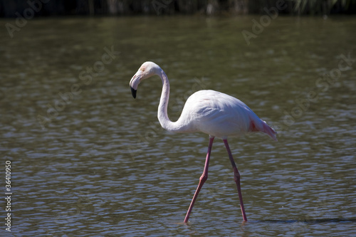Greater Flamingo  Phoenicopterus roseus 