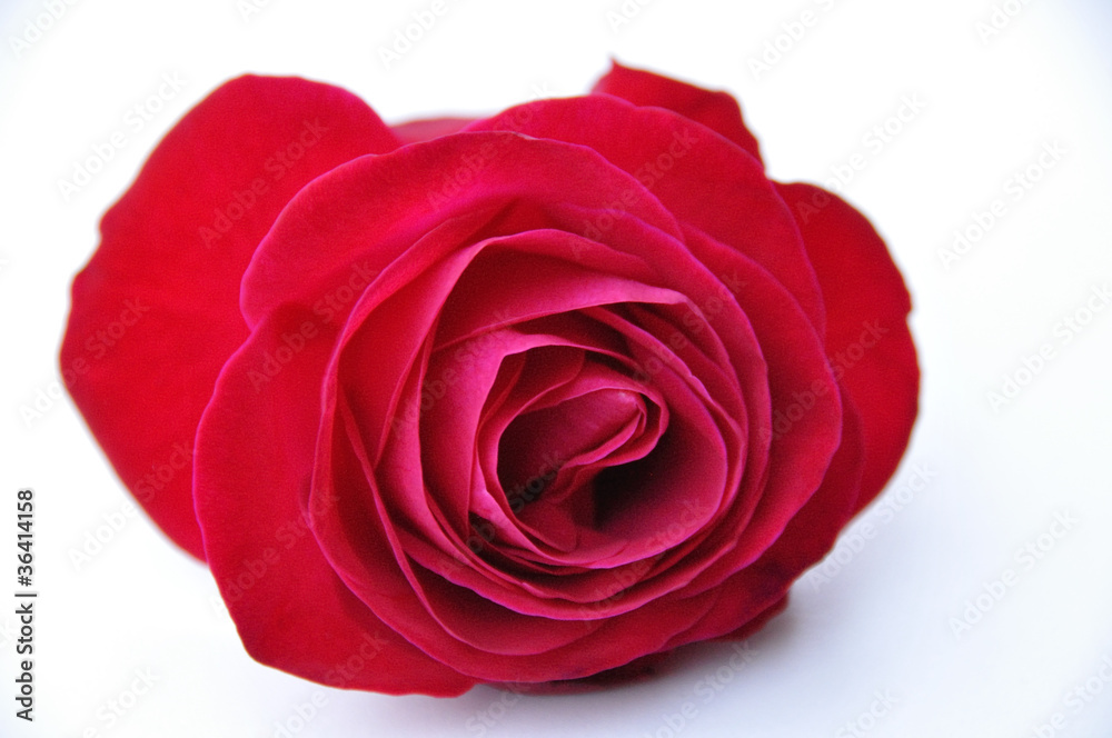 Rose Rose