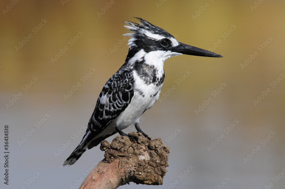 Obraz premium Pied Kingfisher (Ceryle rudis)