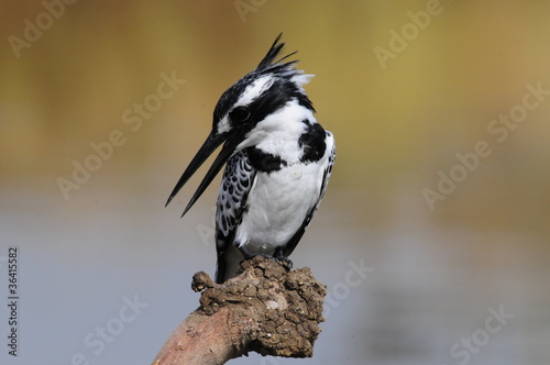 Pied Kingfisher (Ceryle rudis)