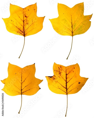 Autumn tulip tree leaves