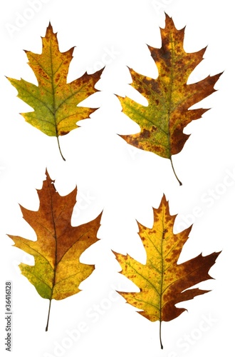 Autumn oak leaves