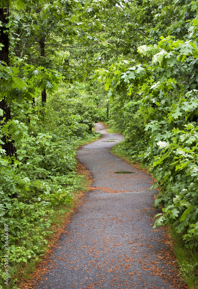 Curved path through lush green forest