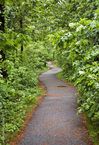 Curved path through lush green forest
