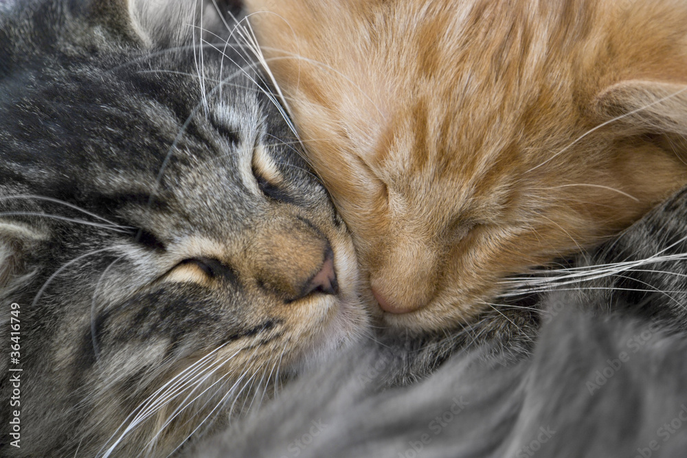 snuggling kittens