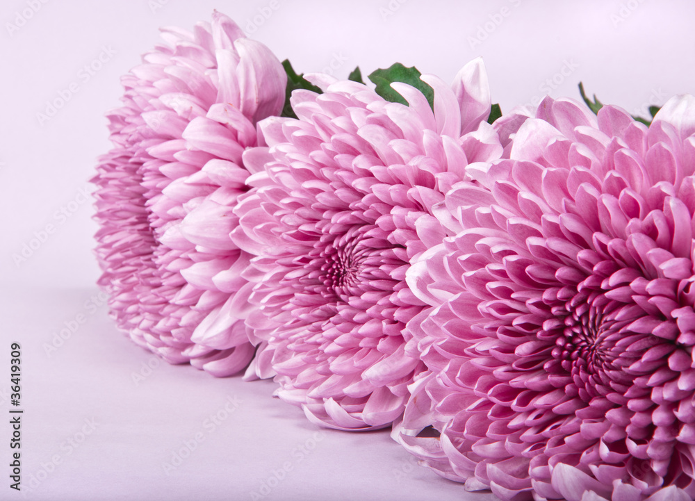 three purple chrysanthemums three purple chrysanthemums