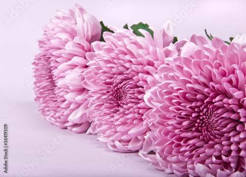 three purple chrysanthemums