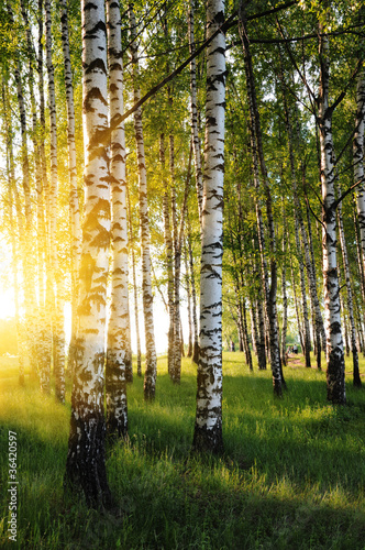 Fotografia birch trees in a summer forest