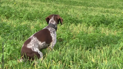 chien de chasse photo