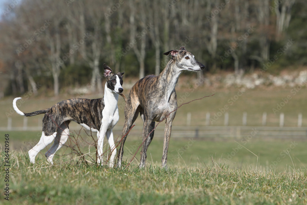 différences morphologiques entre galgo et whippet différences morphologiques entre galgo et whippet