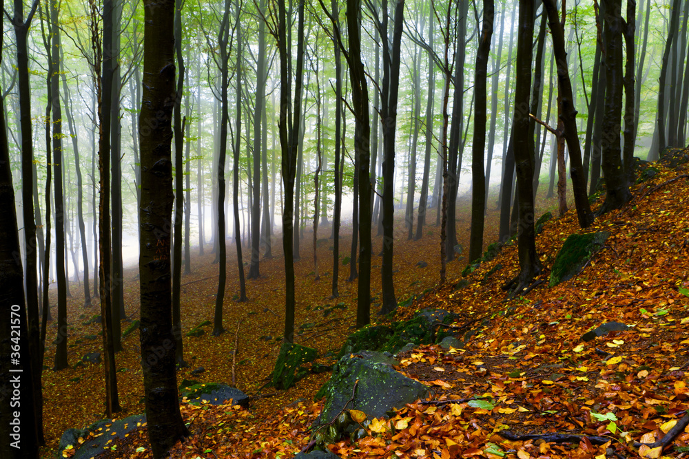 Obraz premium Beautiful autumn forest on the mountain cliffs.