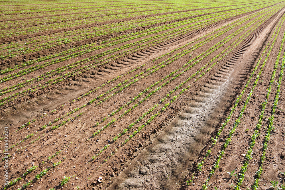 Vanishing furrows Vanishing furrows