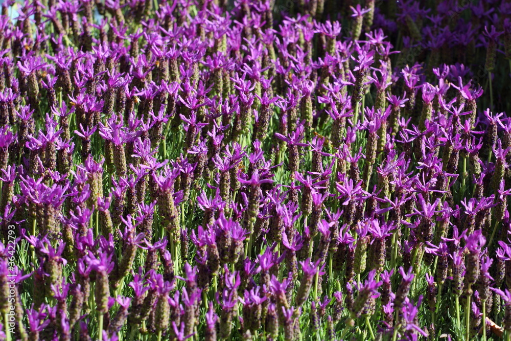 Naklejka premium Purple flower