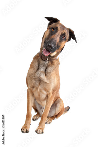 Belgian Shepherd Dog Malinois