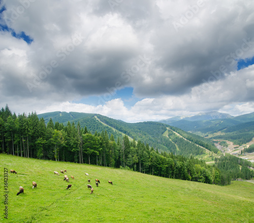 Beautiful green mountain landscape with cows in Carpathians