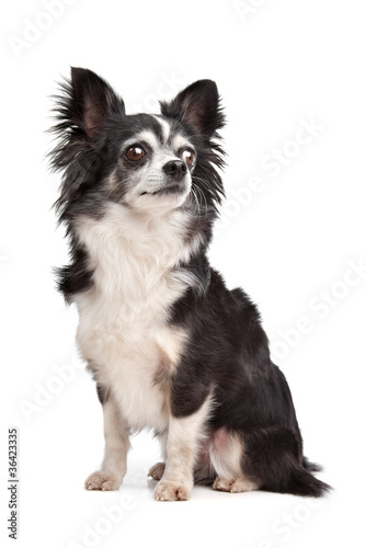 long-haired Chihuahua © Erik Lam