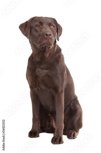 Chocolate Labrador