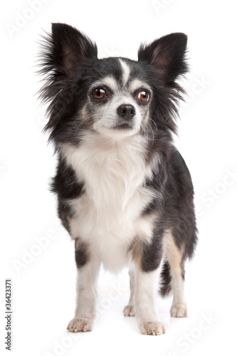 long-haired Chihuahua © Erik Lam