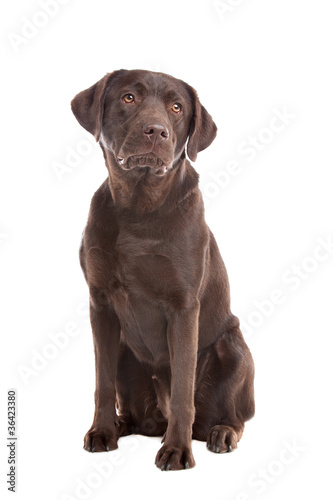 Chocolate Labrador