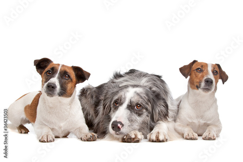Two Jack Russel Terrier dogs and a Border collie © Erik Lam