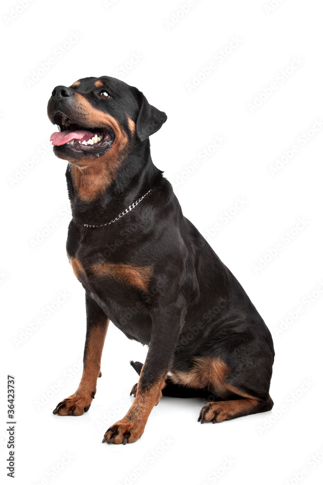 Obraz premium Rottweiler