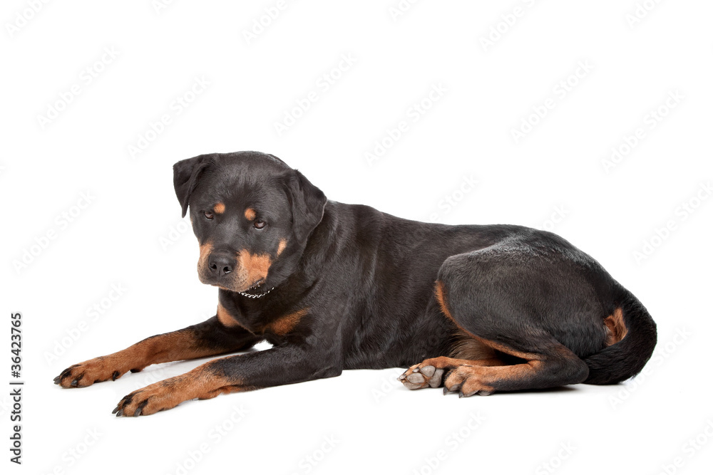 Obraz premium Rottweiler