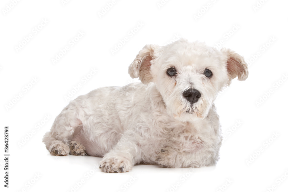 Obraz premium mixed breed dog