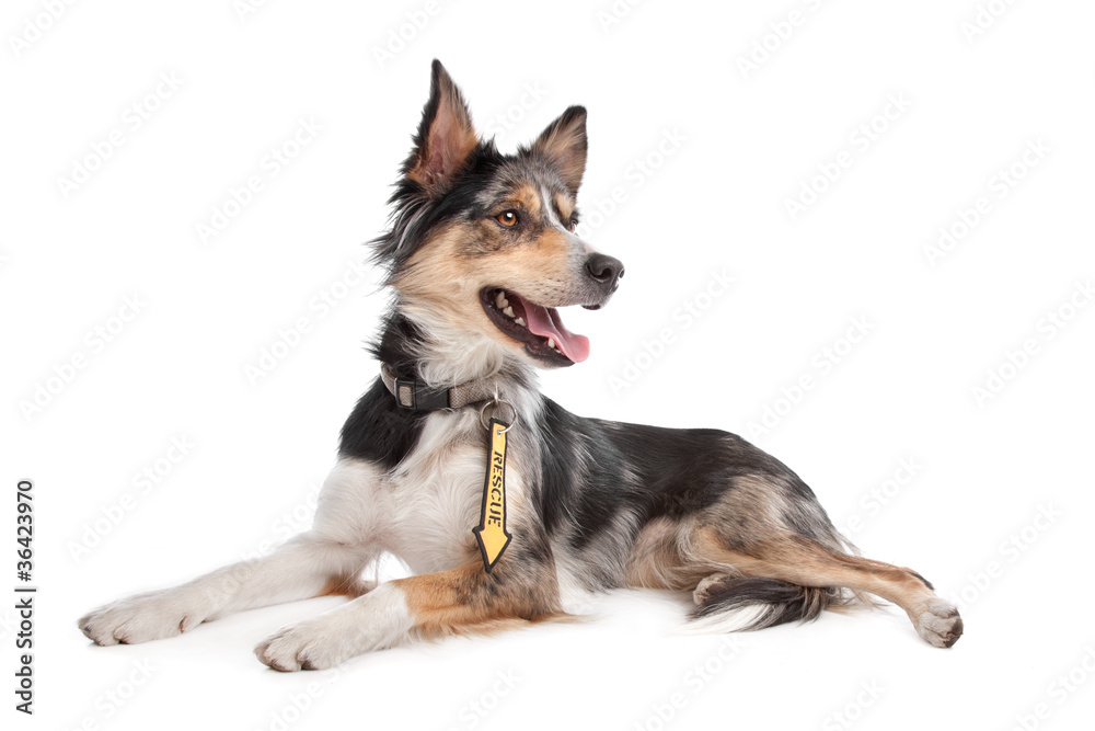 Border Collie
