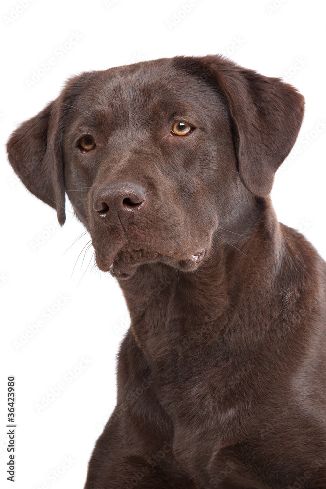 Chocolate Labrador