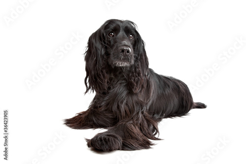 Foto English Cocker Spaniel