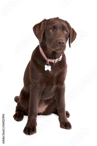 Chocolate Labrador