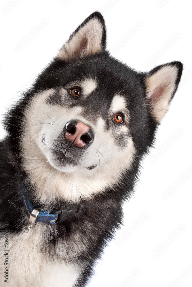 Alaskan Malamute