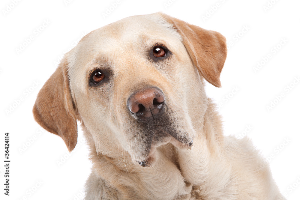 Yellow Labrador Yellow Labrador
